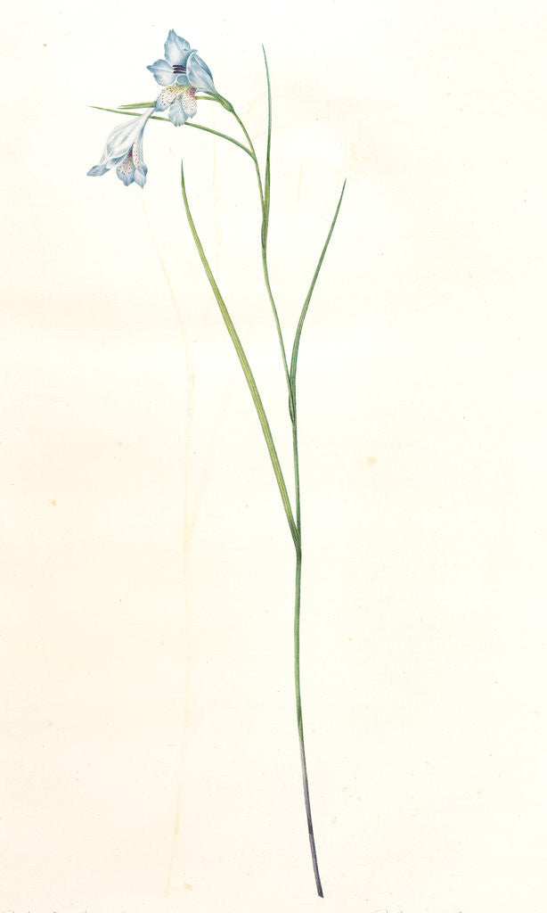 Detail of Gladiolus gracilis, Gladiolus scaber; Glaïeul effilé by Pierre Joseph Redouté