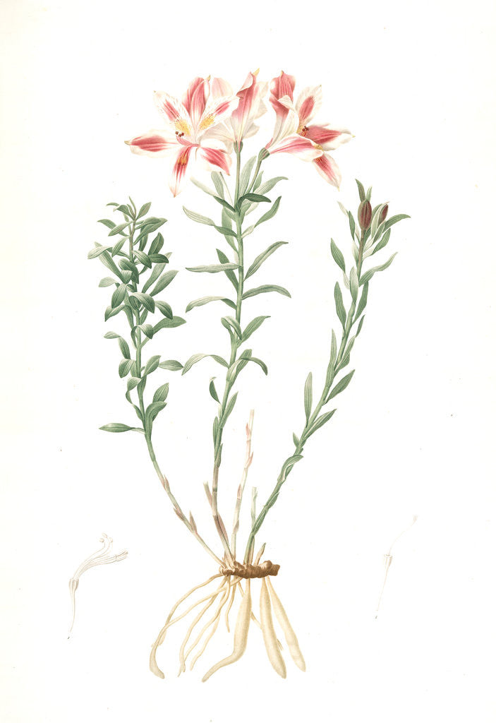 Detail of Alstroemeria Pelegrina, Lily of Lima, Peruvian Lily by Pierre Joseph Redouté