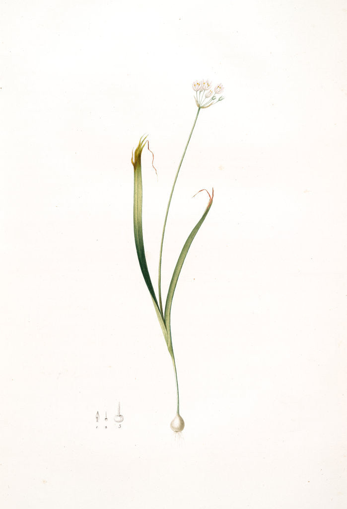 Detail of Allium brachystemon, Allium subhirsutum; Ail à petites étamines, Hairy garlic by Pierre Joseph Redouté
