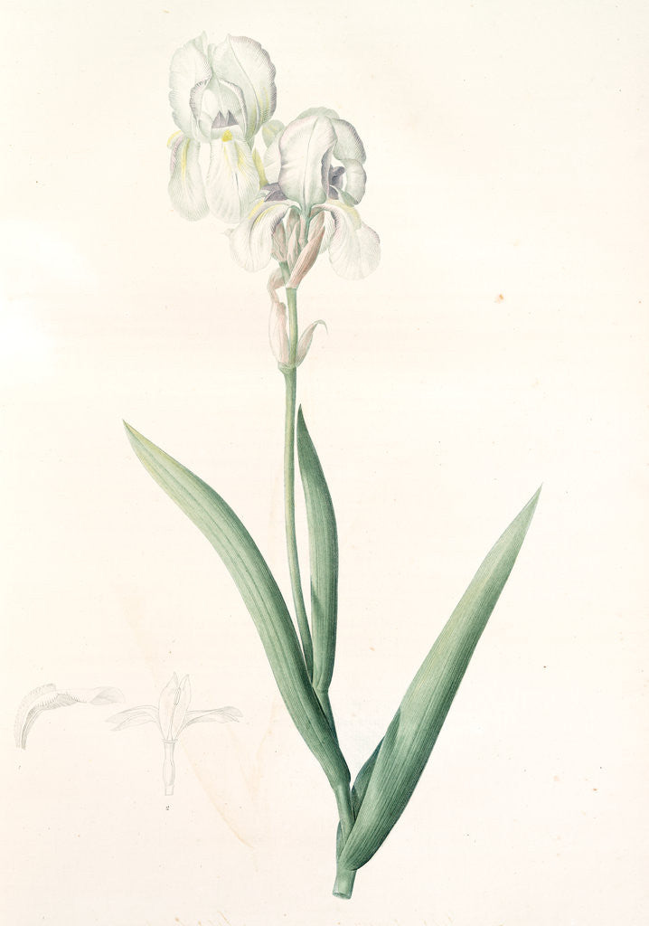 Detail of Iris Swertii, Iris de Swert, Tall bearded Iris by Pierre Joseph Redouté