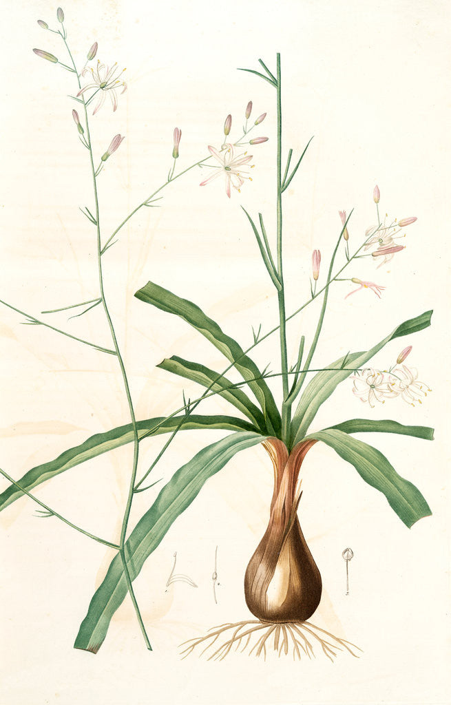 Detail of Scilla Pomeridiana, Chlorogalum pomeridianum; Scille de l'après-midi by Pierre Joseph Redouté