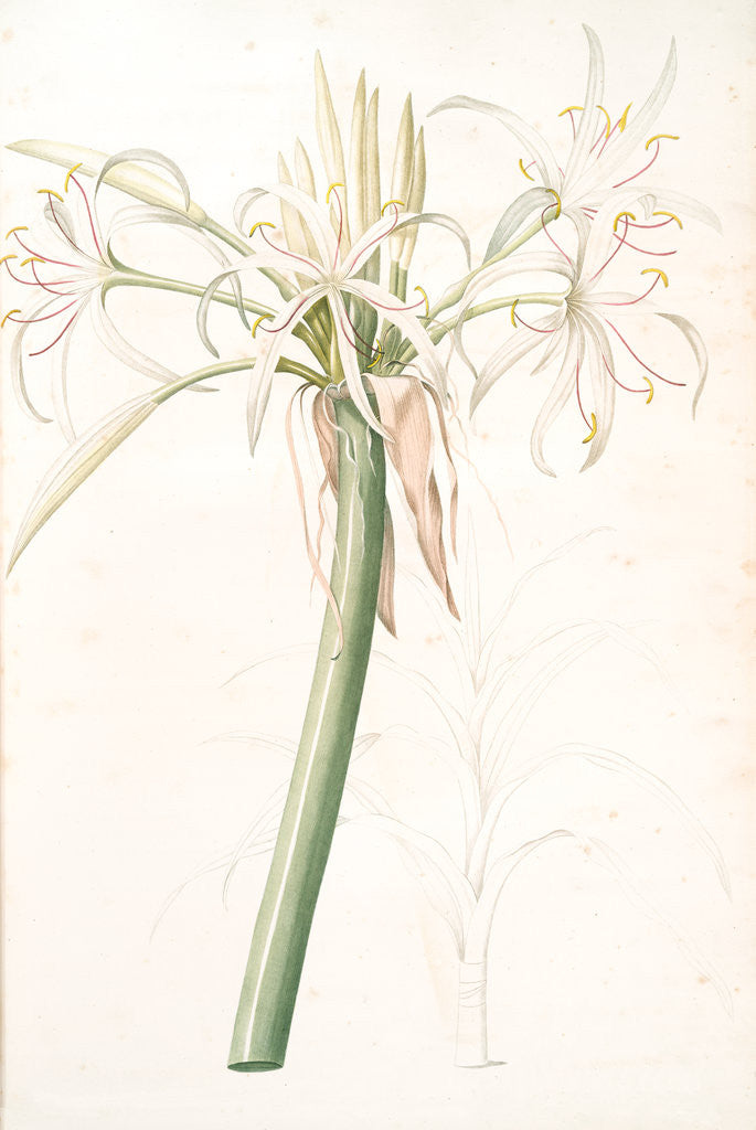 Detail of Crinum taitense, Crinum pedunculatum, Swamp Lily by Pierre Joseph Redouté