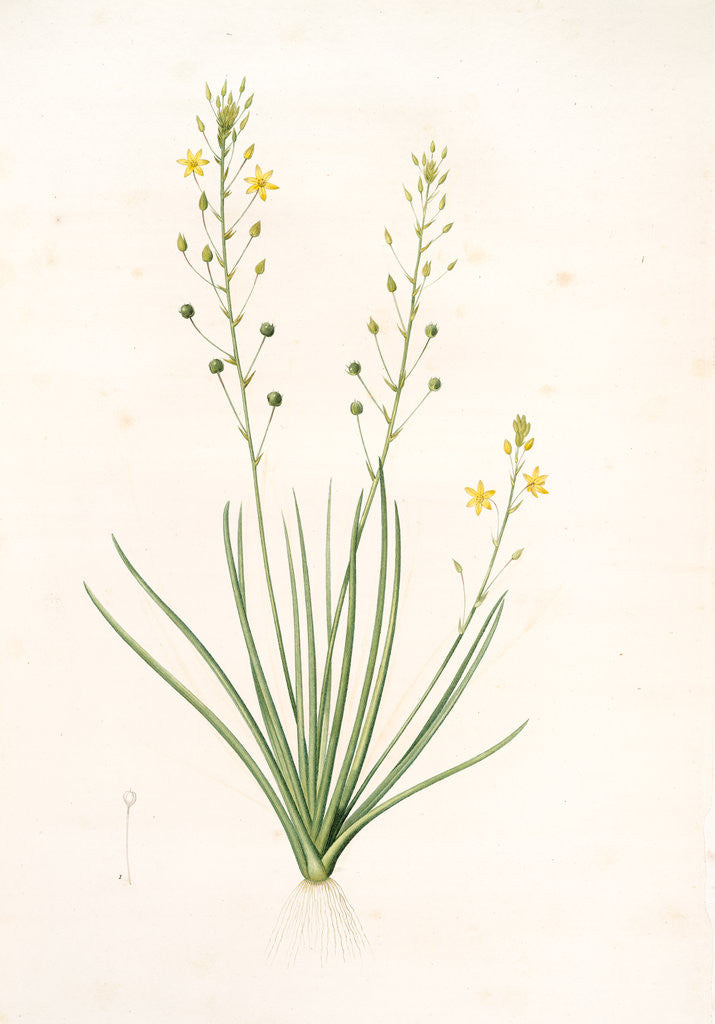 Detail of Anthericum annum, Anthéric annuel, Annual ST. Bernard's Lily by Pierre Joseph Redouté