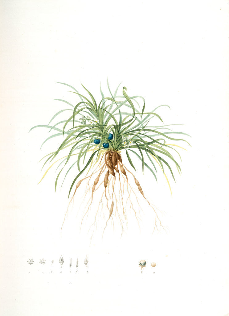 Detail of Convallaria japonica, Ophiopogon japonicus; Muguet du Japon; Dwarf Lily-turf, Mondo grass; Liriope by Pierre Joseph Redouté