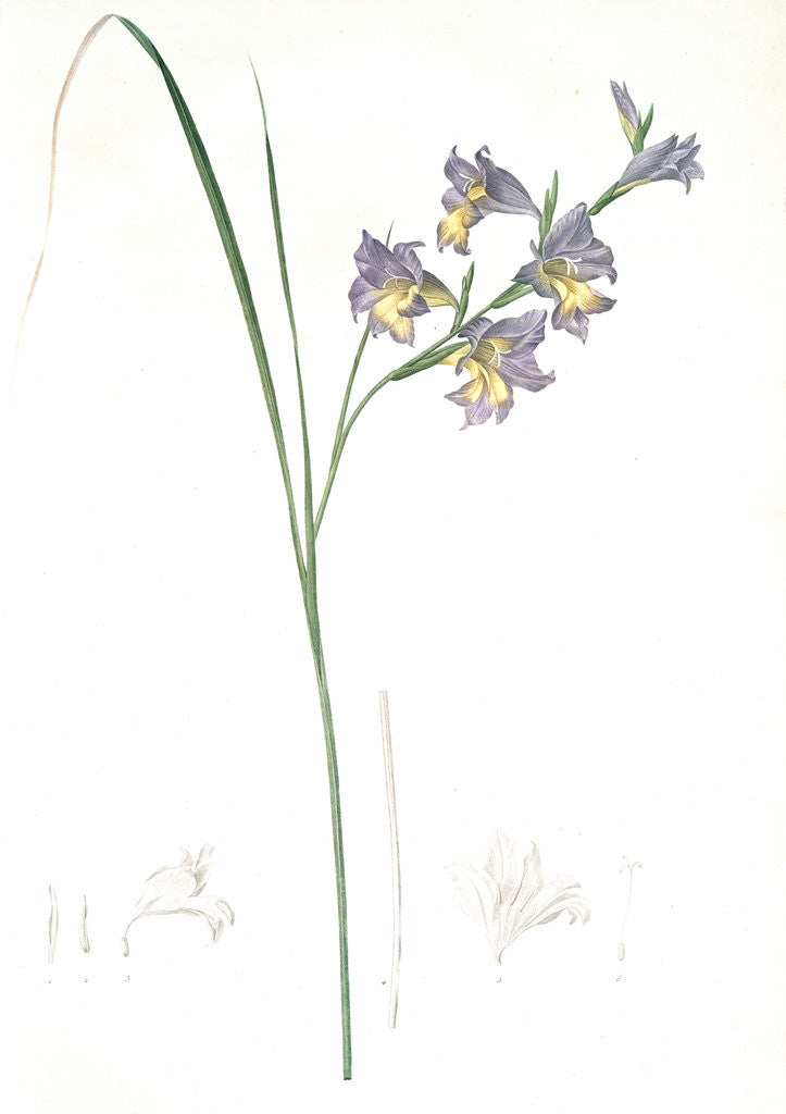 Detail of Gladiolus ringens, Gladïeul en gueule by Pierre Joseph Redouté