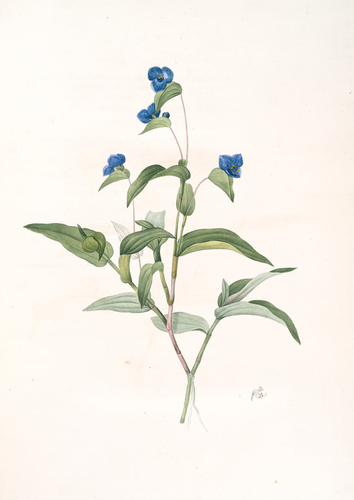 Detail of Commelina dubia, Commèline douteuse; Mexican Day-flower by Pierre Joseph Redouté