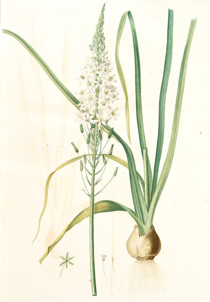 Detail of Ornithogalum pyramidale, Ornithogalum narbonense, Soap plant; Soap root; Amole by Pierre Joseph Redouté