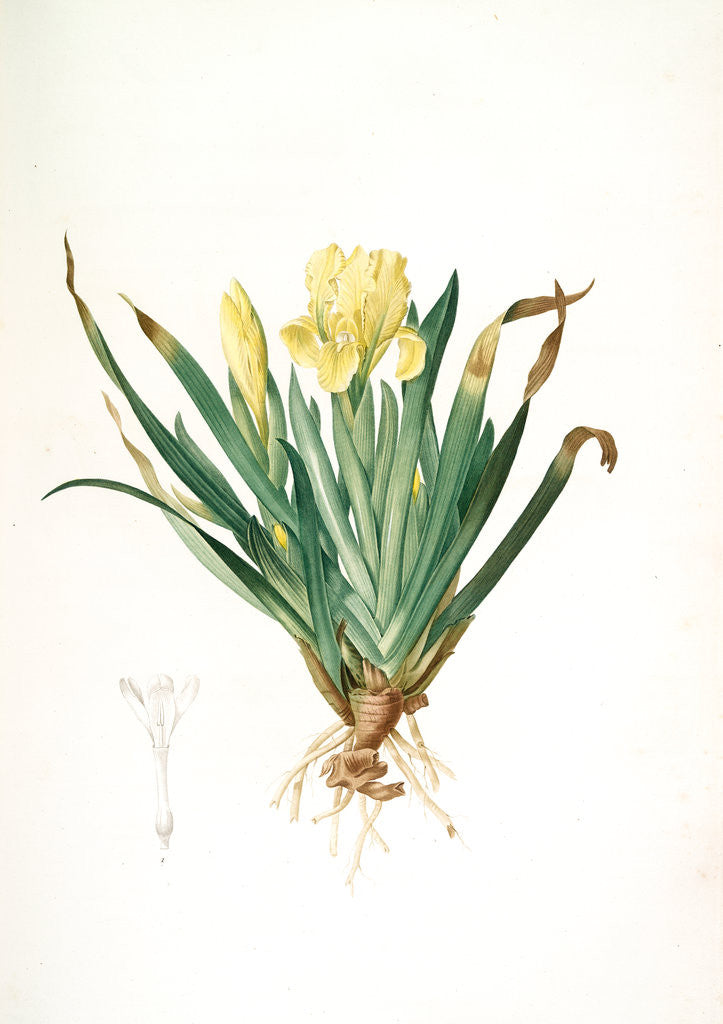 Detail of Iris lutescens, Iris jaunâtre, Petit iris by Pierre Joseph Redouté