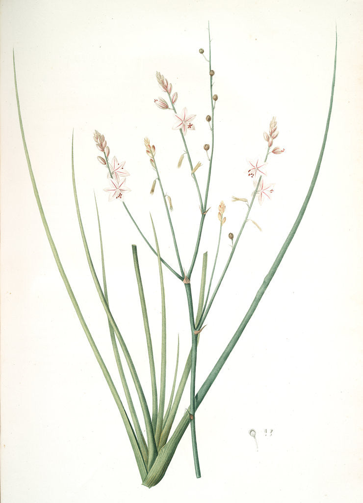 Detail of Asphodelus fistulosus, Asphodèle fistuleux, Onionweed by Pierre Joseph Redouté