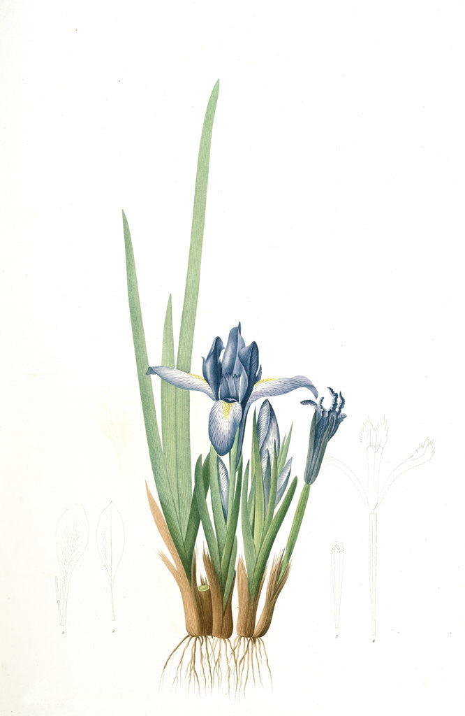 Detail of Iris triflora, Iris ensata; Iris à trois fleurs, Japanese Iris by Pierre Joseph Redouté