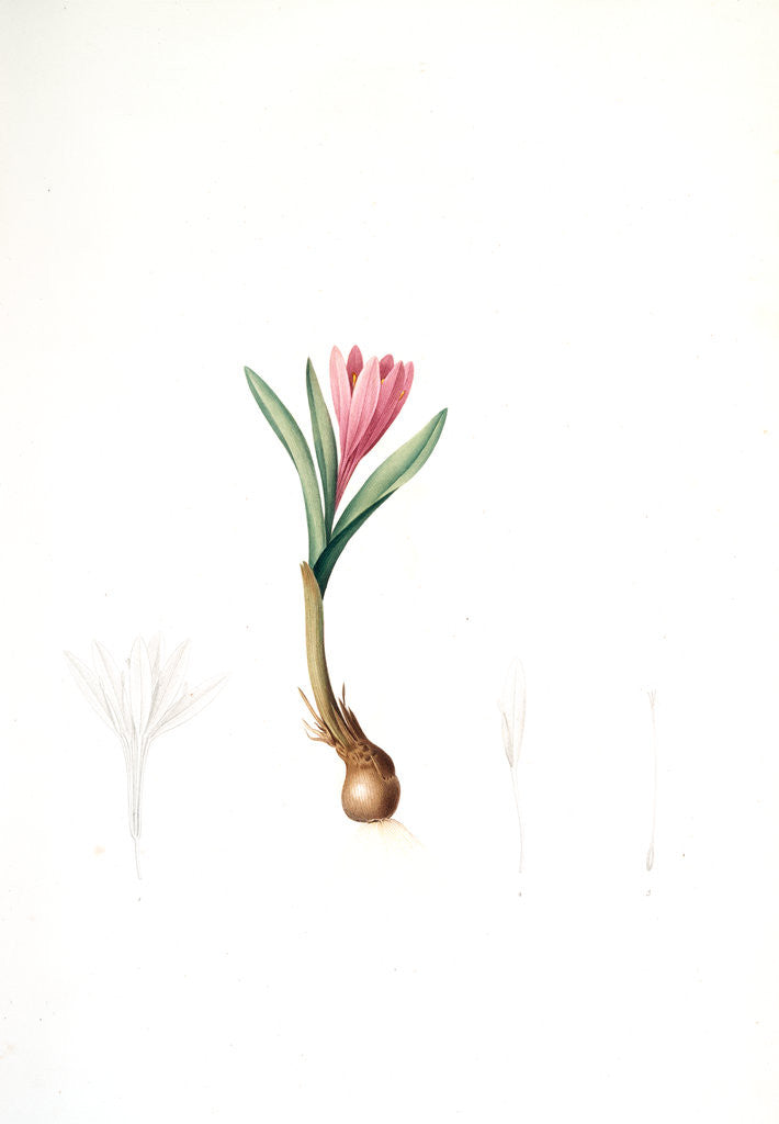 Detail of Bulbocodium vernum, Bulbocode printanier, Spring Meadow Saffron by Pierre Joseph Redouté