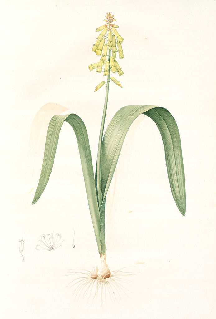 Detail of Lachenalia luteola, Lachenalia tricolor; Lachenale jaunâtre, Yellow-flowered lachenalia by Pierre Joseph Redouté