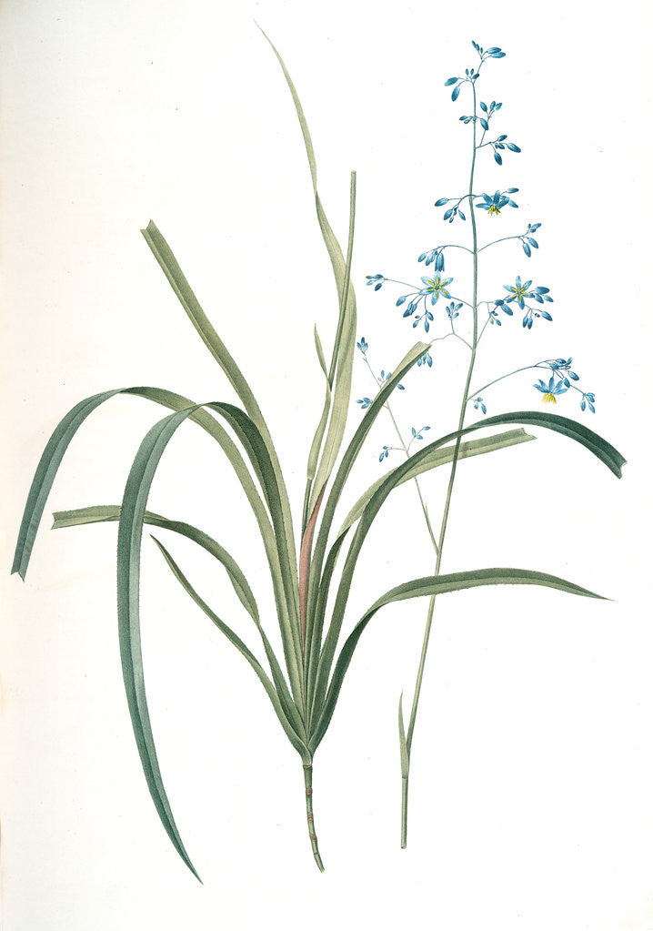 Detail of Dianella caerulea, Dianelle bleue, Blue Dianella Cerulean flaxlily; Flax Lily by Pierre Joseph Redouté