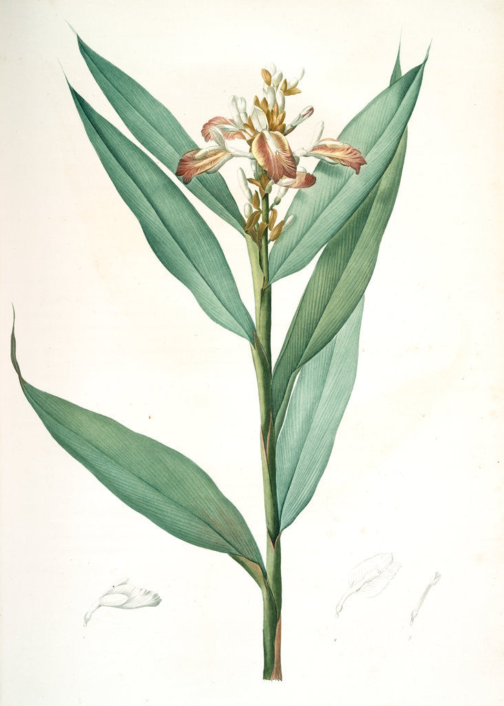 Detail of Globba erecta, Alpinia calcarata; Globée droite; Indian Ginger by Pierre Joseph Redouté