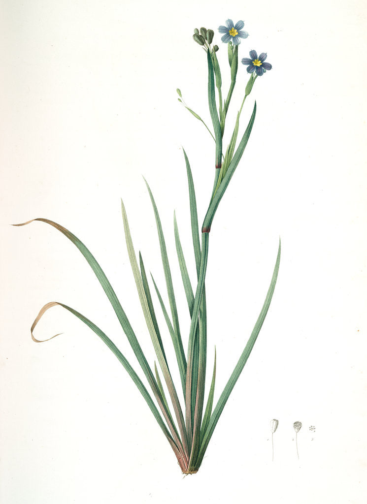 Detail of Sisyrinchium Bermudiana, Sisrinche bermudienne, Blue-eyed grass by Pierre Joseph Redouté