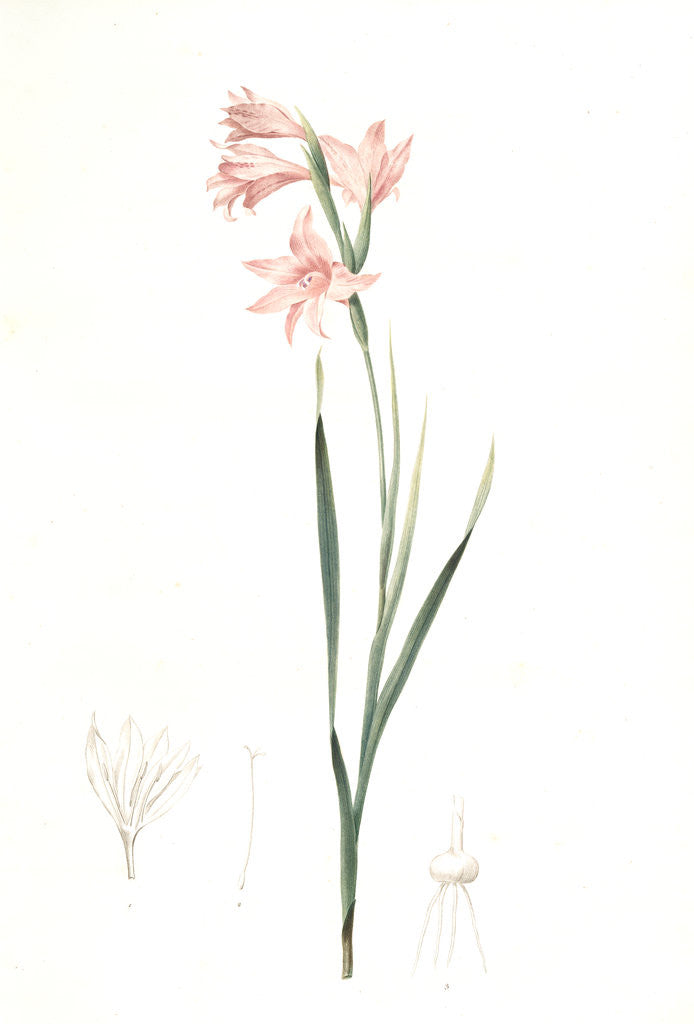 Detail of Gladiolus carneus, Fladieul couleur de chair, Flesh-colored sword lily by Pierre Joseph Redouté