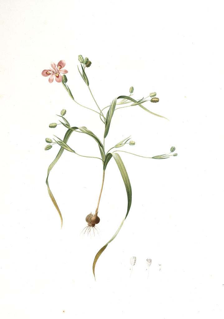 Detail of Moraea sordescens, Moraea tristis; Morée négligée, Dull-coloured Flag; Butterfly iris; Natal lily by Pierre Joseph Redouté