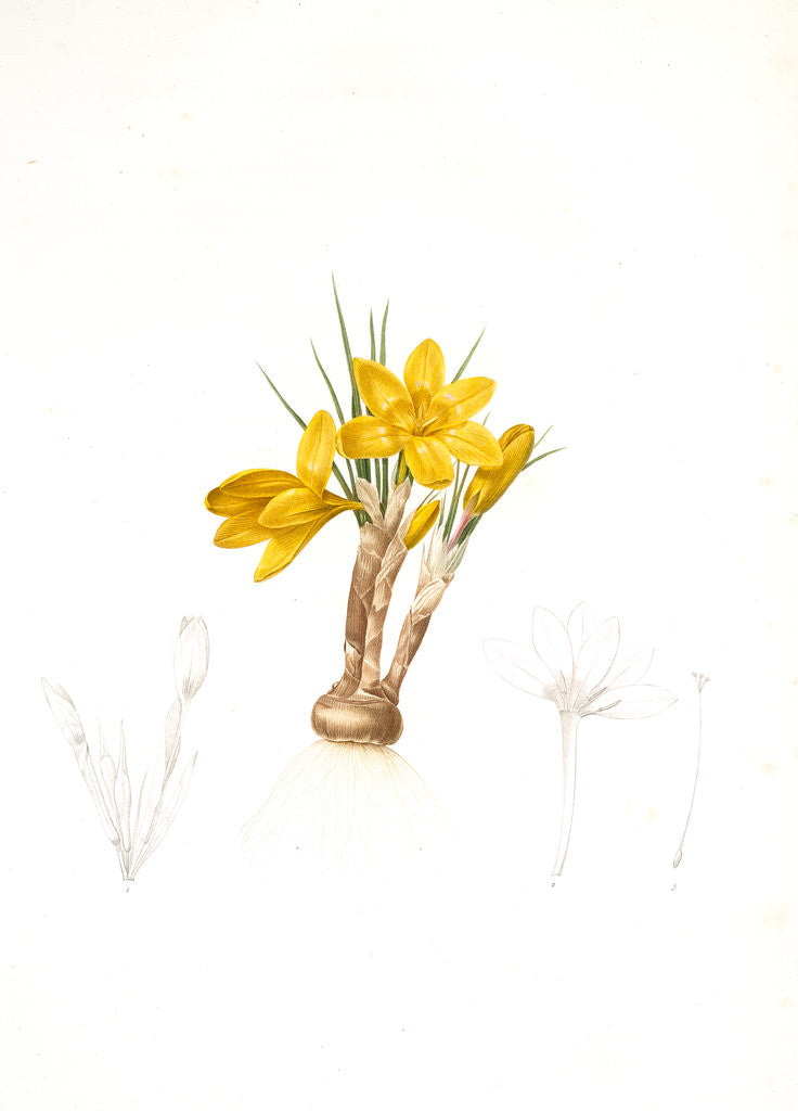 Detail of Crocus luteus, Crocus aureus by Pierre Joseph Redouté