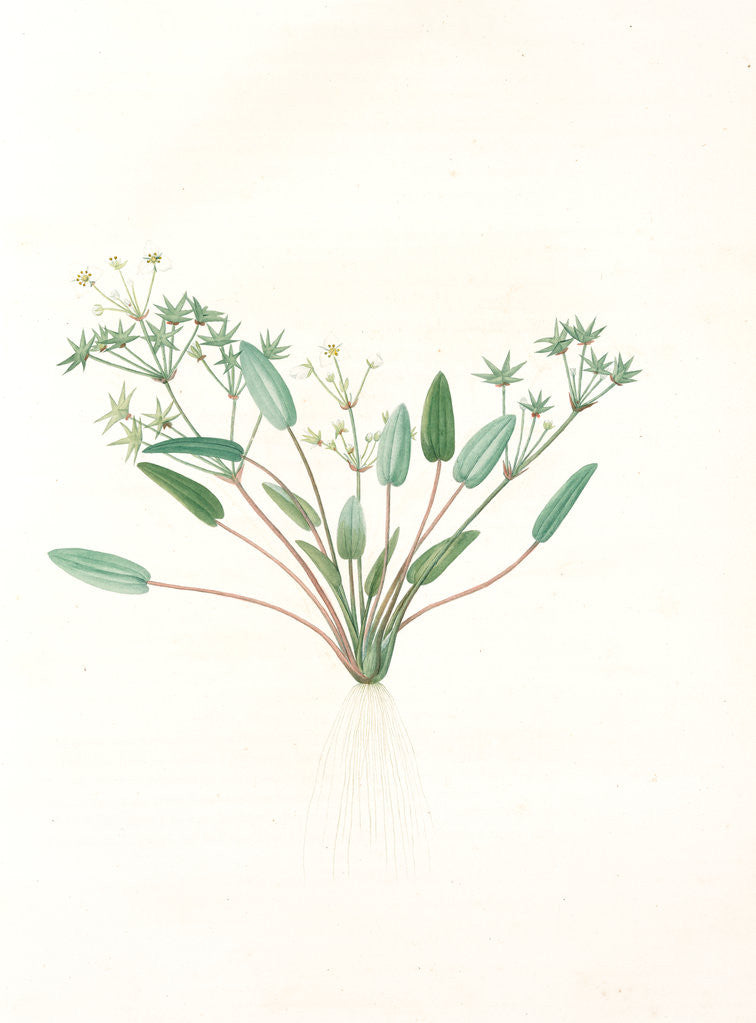 Detail of Alisma Damasonium, Fluteau d'étoile, Thrumwort by Pierre Joseph Redouté