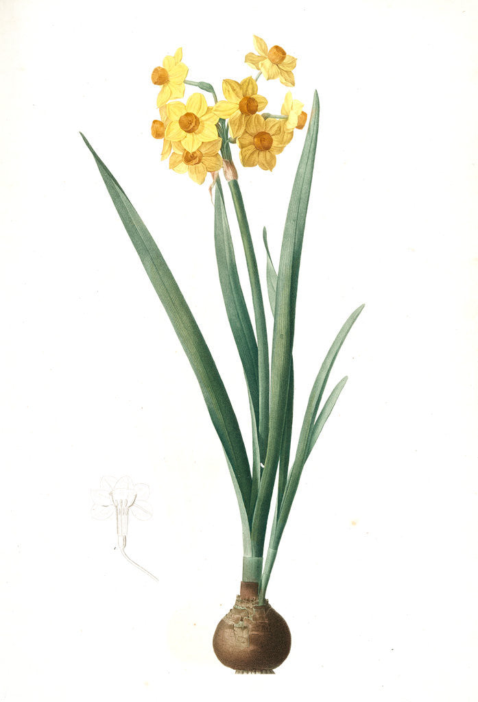 Detail of Narcissus Tazetta, Narcissus dubius; Narcisse douteux; Polyanthes Narcissus, cream narcissus; bunch flowered narcissus by Pierre Joseph Redouté
