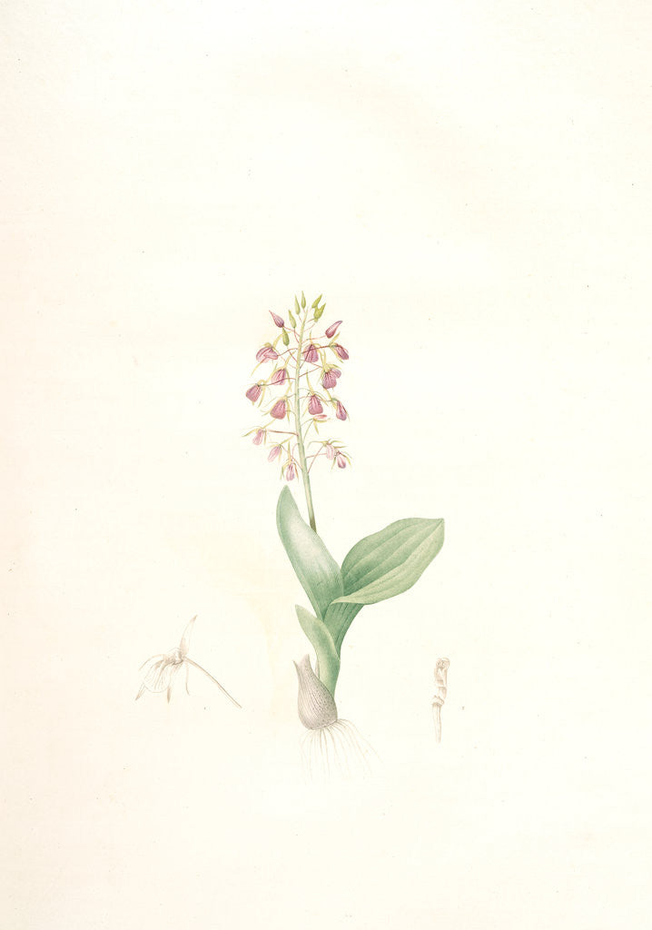 Detail of Ophrys lilifolia, Liparis liliifolia; Ophrys à feuilles en lis; Lily-leaved Ophryas by Pierre Joseph Redouté