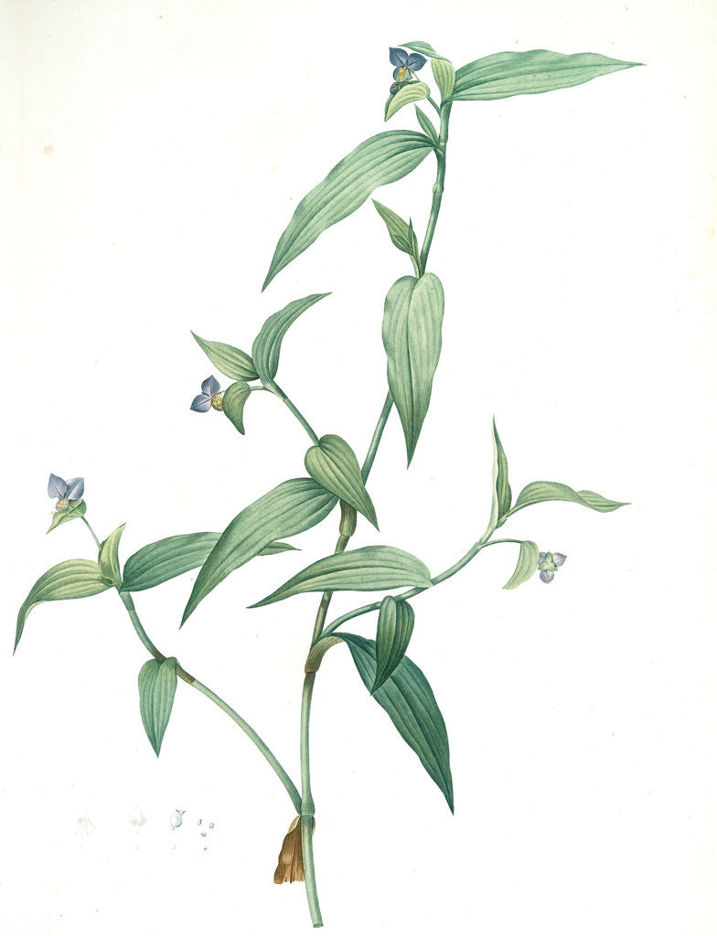 Detail of Commelina vulgaris, Commeline vulgaire by Pierre Joseph Redouté