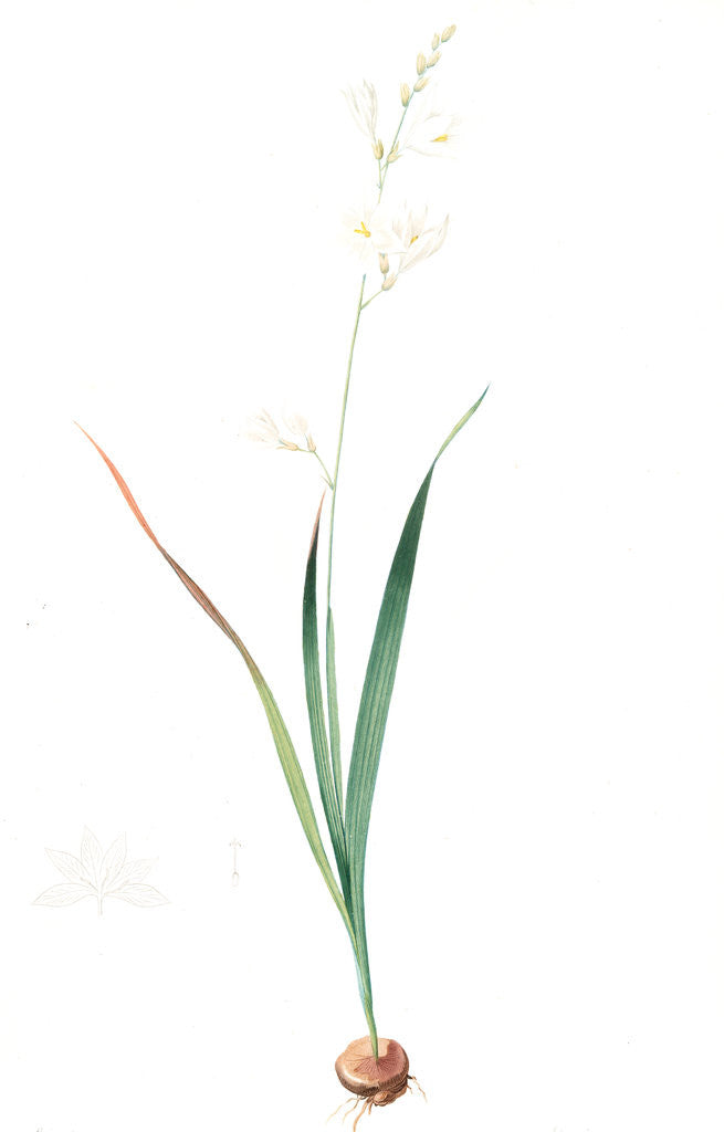 Detail of Ixia Candida, Ixia leucantha; Ixia blanche by Pierre Joseph Redouté