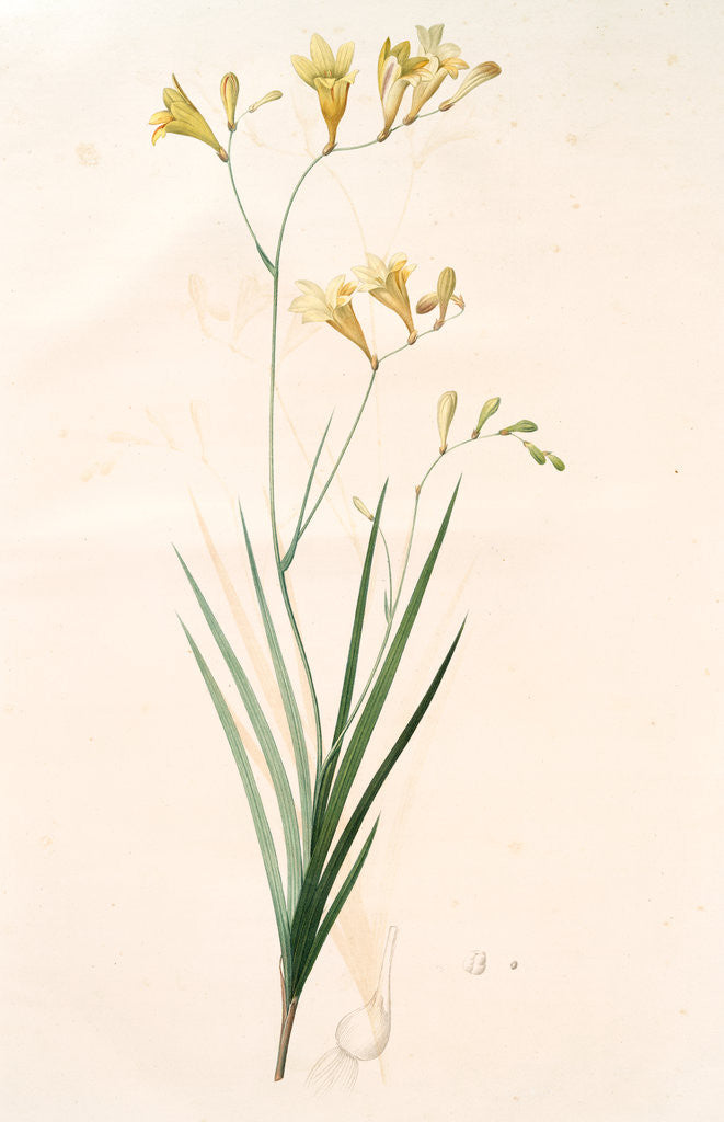 Detail of Gladiolus refractus, Freesia refracta; Glaïeul à tiges coudées; Freesia by Pierre Joseph Redouté