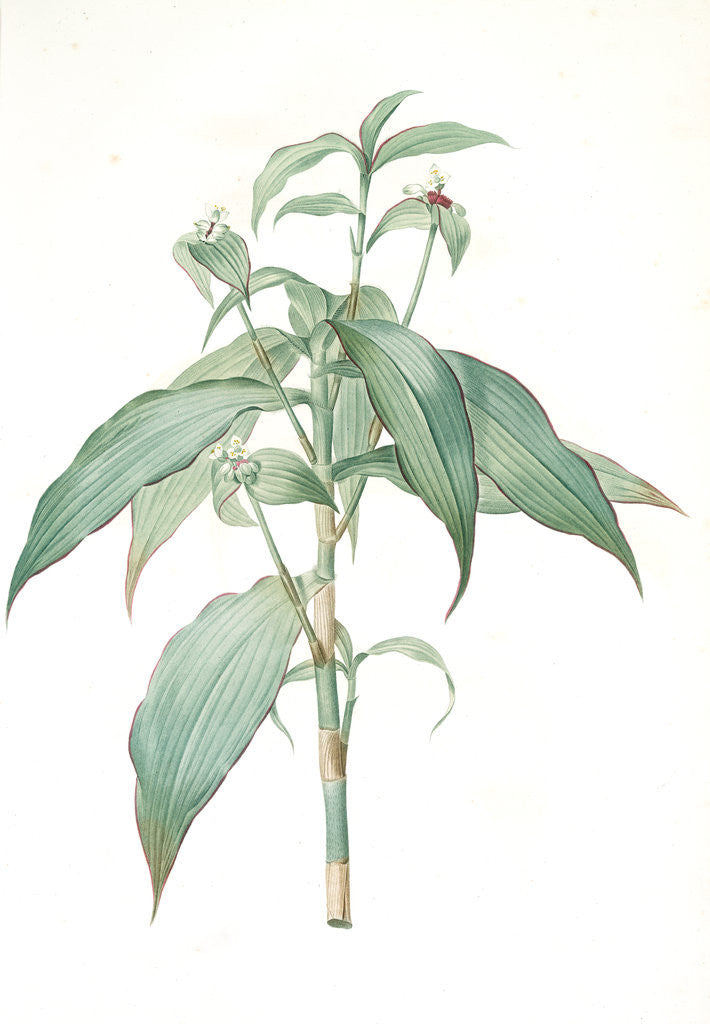 Detail of Commelina zanonia, Campelia Zanonia; Comméline de Zamoni, Tradescantia zanonia; Mexican flag by Pierre Joseph Redouté