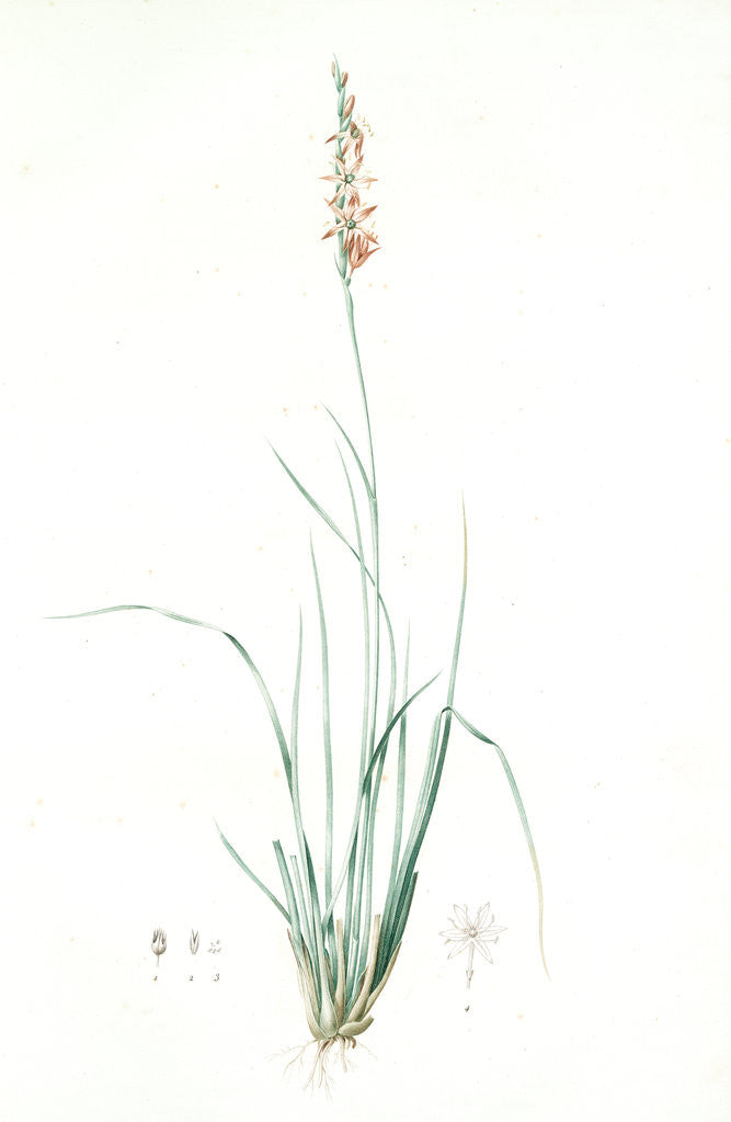 Detail of Pleea tenuifolia, Pleea à feuilles menues, Rush featherling by Pierre Joseph Redouté