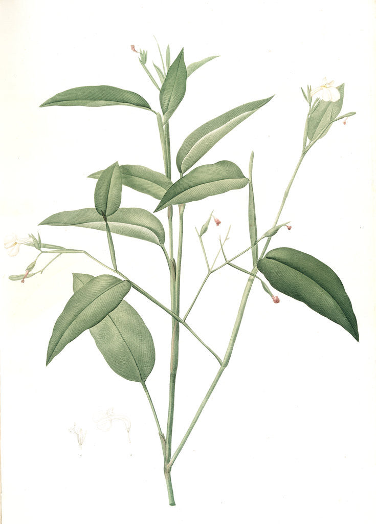 Detail of Maranta arundinacea, Maranta roseau; Arrowroot, Obedience plant by Pierre Joseph Redouté