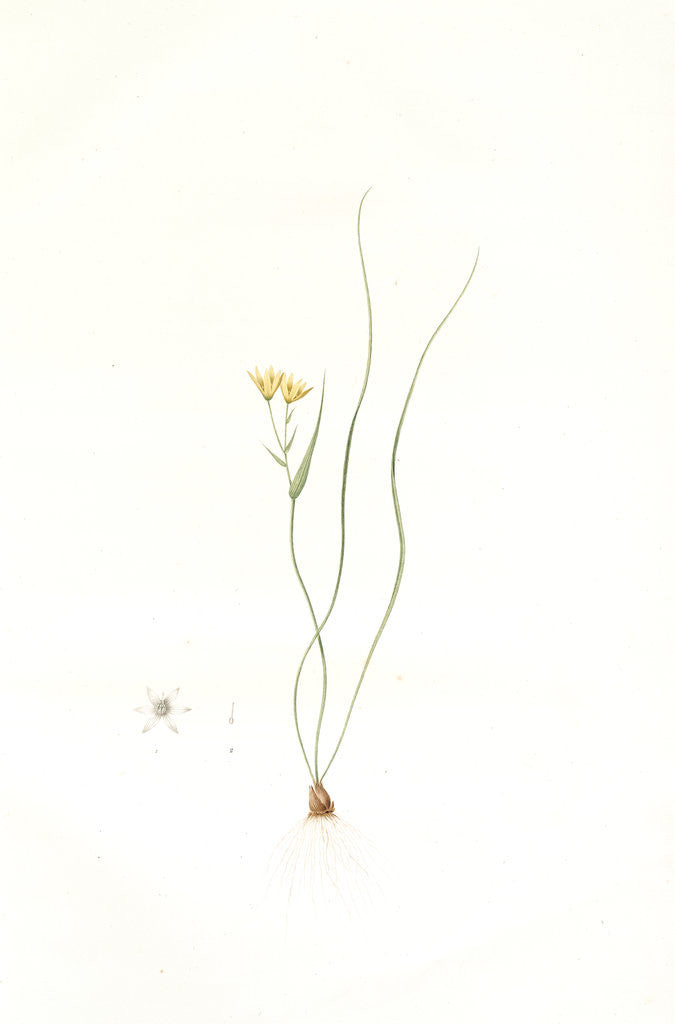 Detail of Ornithogalum spathaceum, Gagea sp; Ornthogale a spathe, Sheath yellow star by Pierre Joseph Redouté