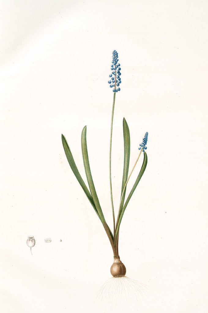 Detail of Muscari botryoides, Muscari botride; Common Grape Hyacinth by Pierre Joseph Redouté
