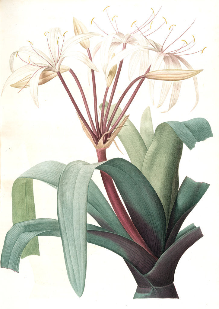Detail of Crinum erubescens, Crinum rougeâtre, Swamp Lily by Pierre Joseph Redouté