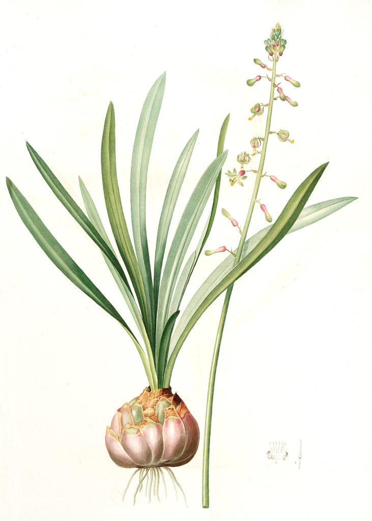 Detail of Drimia elata, Drimia élevé, Tall Drimia by Pierre Joseph Redouté