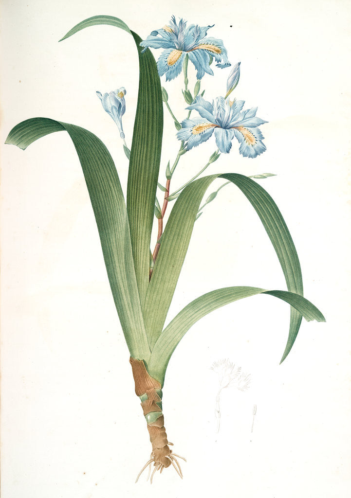 Detail of Iris fimbriata, Iris japonica, Fringe Iris by Pierre Joseph Redouté