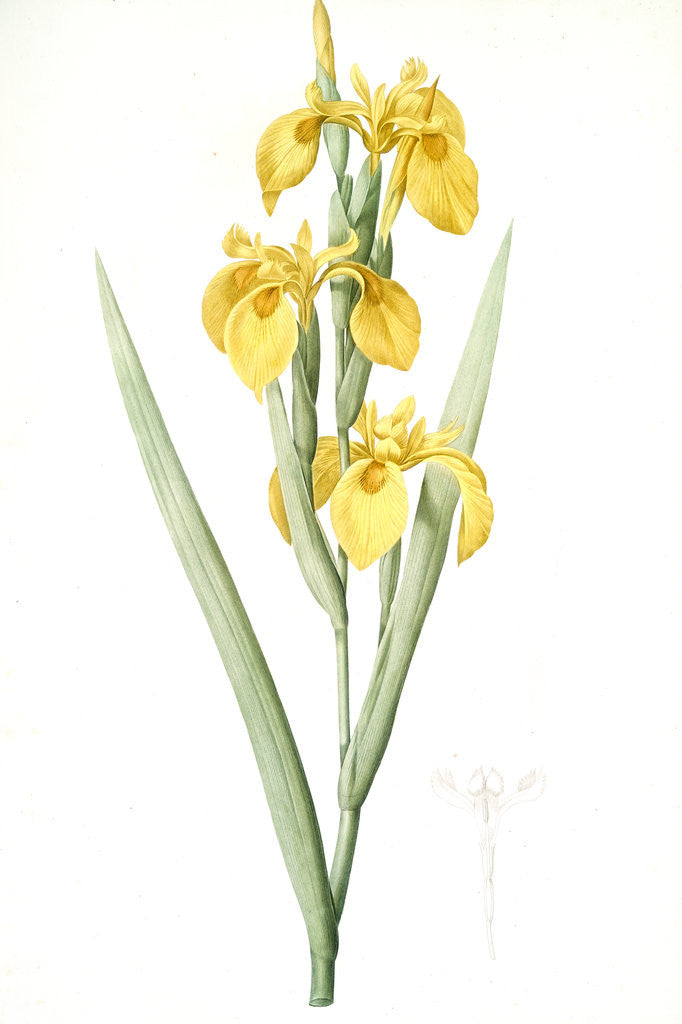 Detail of Iris pseudocorus, Iris curtopetala; Iris à pétales bossus, False sweet flag by Pierre Joseph Redouté