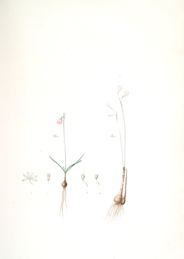 Detail of Leucoïum trichophyllum, Leucoium autumnale; Nivéole d'automne {autumn snowflake by Pierre Joseph Redouté