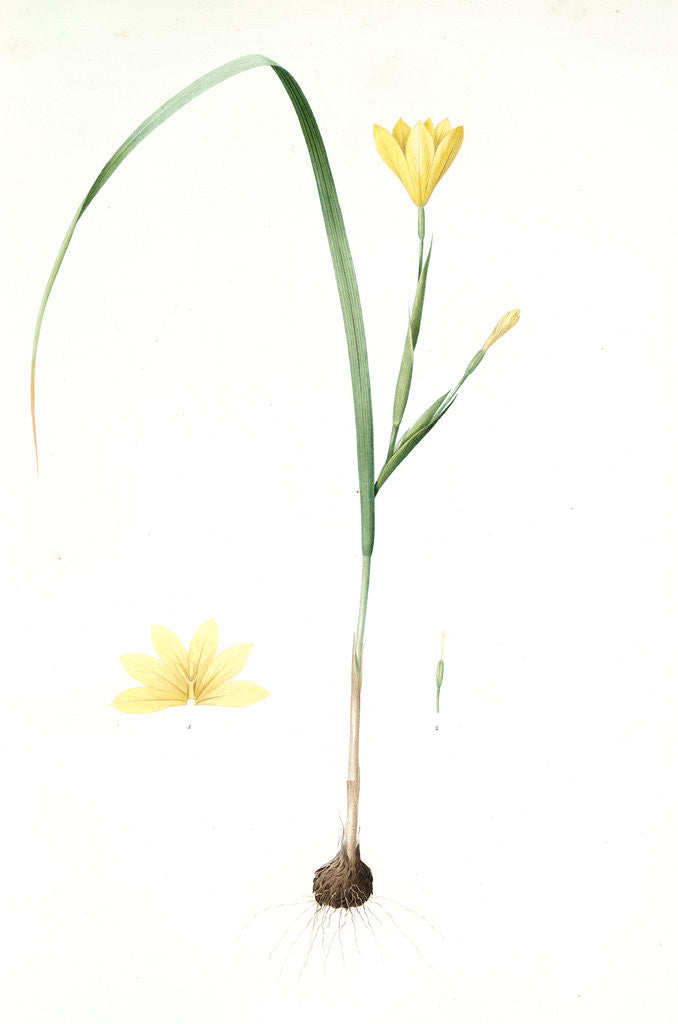 Detail of Sisyrinchium collinum, Homeria sp.;Sisyrinche des collines by Pierre Joseph Redouté