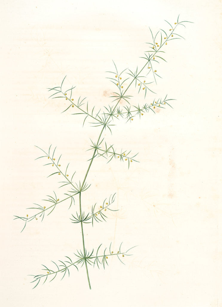 Detail of Asparagus tricarinatus, Asparagus verticillatus; Asperge à trois carènes by Pierre Joseph Redouté