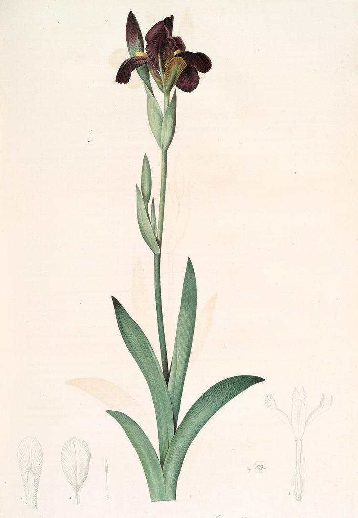 Detail of Iris lurida, Iris brun, Dingy-coloured Flag by Pierre Joseph Redouté