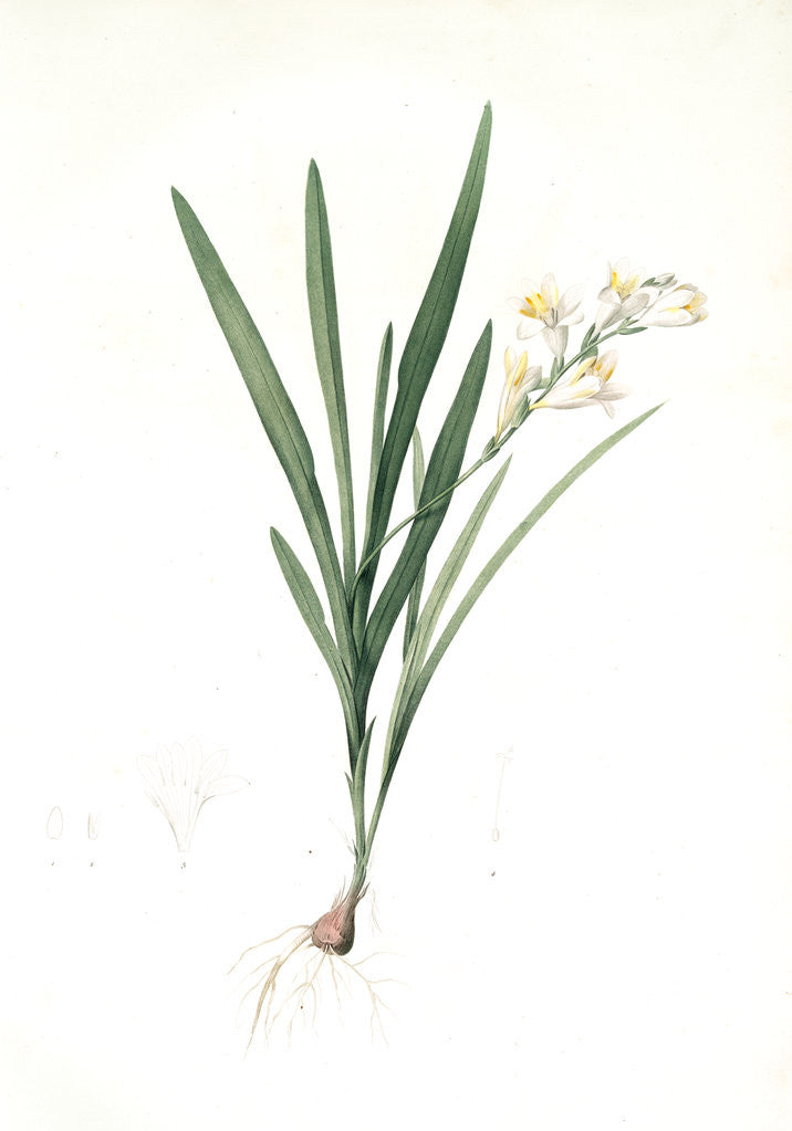Detail of Gladiolus Xanthospilus, Freesia refracta; Glaïeul à taches jaunes by Pierre Joseph Redouté