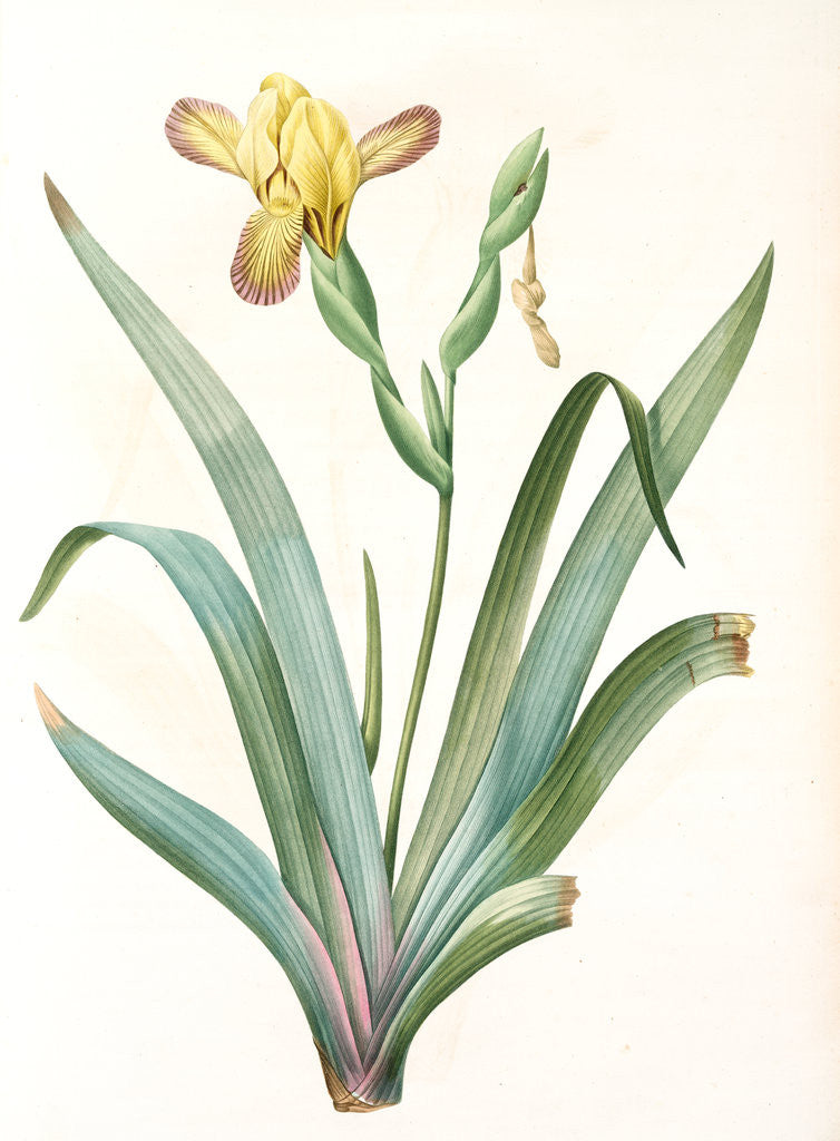 Detail of Iris variegata, Iris panaché, Variegated Iris; Variable Flower-du-luce by Pierre Joseph Redouté
