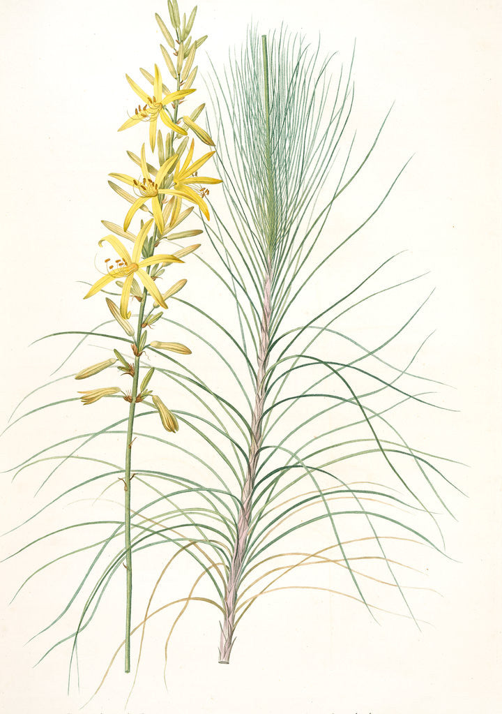 Detail of Asphodelus capillaris, Asphodeline liburnica; Asphodèle capillaire, Jacob's rod by Pierre Joseph Redouté