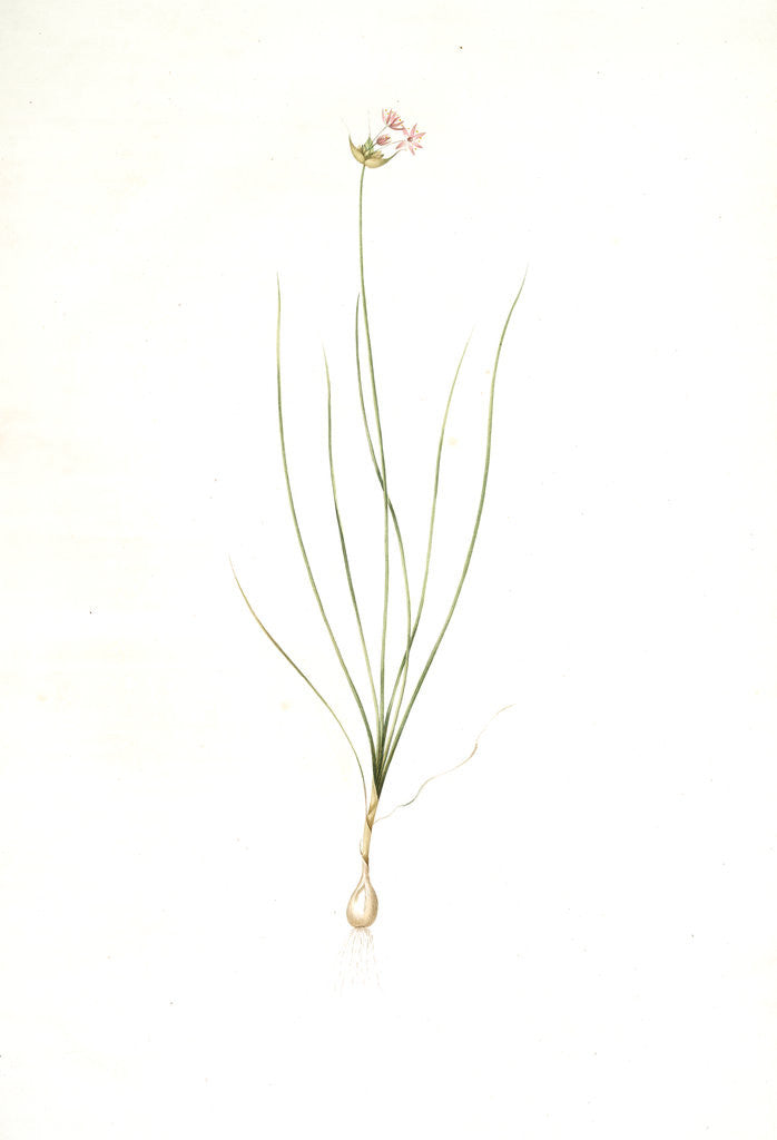 Detail of Allium mutabile, Ail changeant, Wild onion; Purple onion by Pierre Joseph Redouté