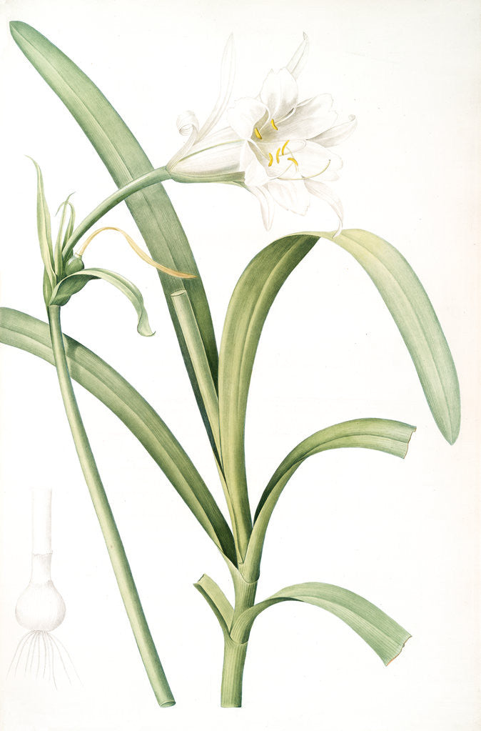 Detail of Sisyrinchium palmifolium, Eleutherine plicata; Bermudinne à feuilles plissées by Pierre Joseph Redouté