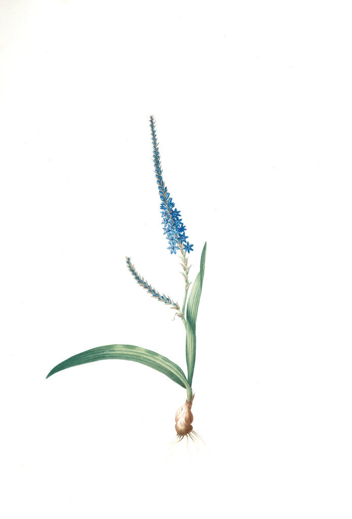 Detail of Ixia plantaginea, Micranthus plantagineus; Ixia plantain, Plantain lily by Pierre Joseph Redouté