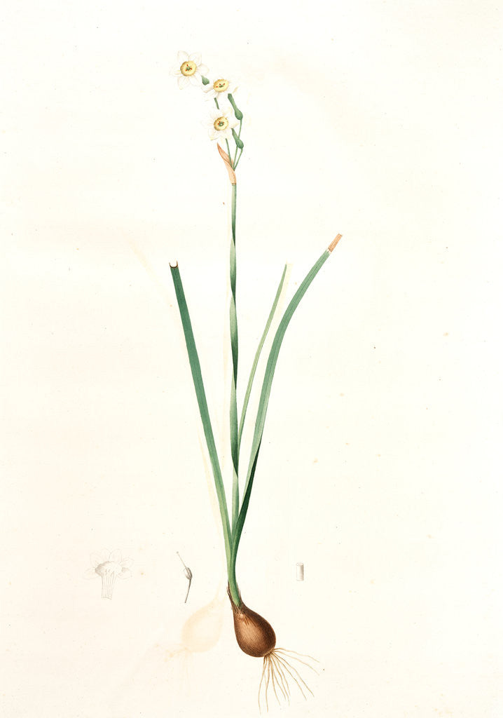 Detail of Narcissus dubius, Narcissus Tazetta; Narcisse douteux; Polyanthus Narcissus, Bunchflower Daffodil; Cream Narcissus] by Pierre Joseph Redouté