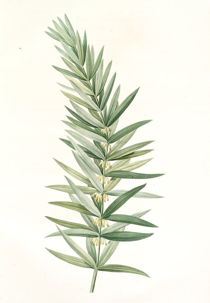 Detail of Polygonatum verticillatum, Polygonatum verticille, Whorled Solomon's seal by Pierre Joseph Redouté