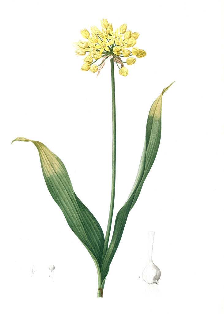 Detail of Allium Moly, Ail moly; Golden garlic, Lily leek by Pierre Joseph Redouté